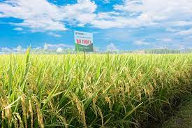 Lúa Đài thơm 8 cho giá trị kinh tế cao hơn lúa Bắc thơm 7 từ 8 đến 9 triệu đồng/ha